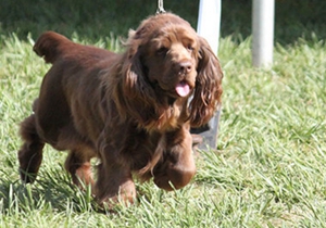 如何訓(xùn)練蘇塞克斯獵犬拿報紙 蘇塞克斯獵犬拿報紙技能訓(xùn)練
