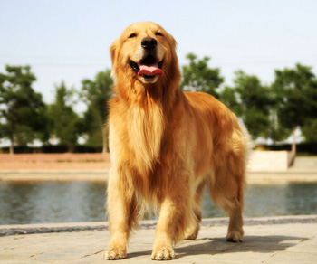 金毛尋回犬