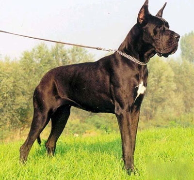 扭玻利頓犬