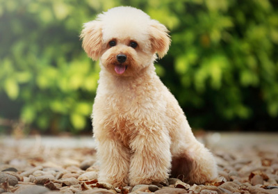 貴賓犬