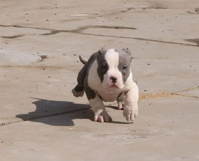 美國惡霸犬