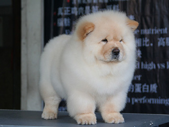 松獅犬