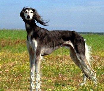 薩路基獵犬