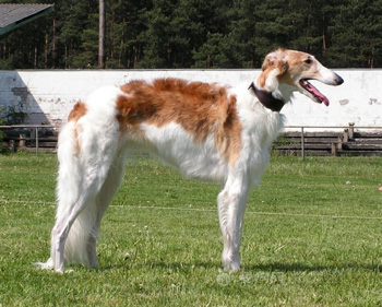 蘇俄獵狼犬