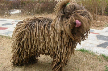 波利犬