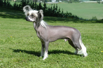 中國冠毛犬