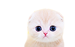 幼貓