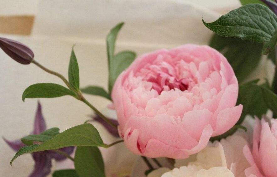 月季花