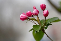 蘭花