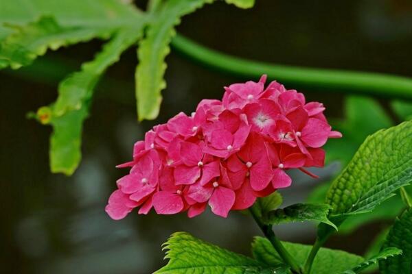繡球花插水里能活嗎，可以成活但養(yǎng)護(hù)難度較高
