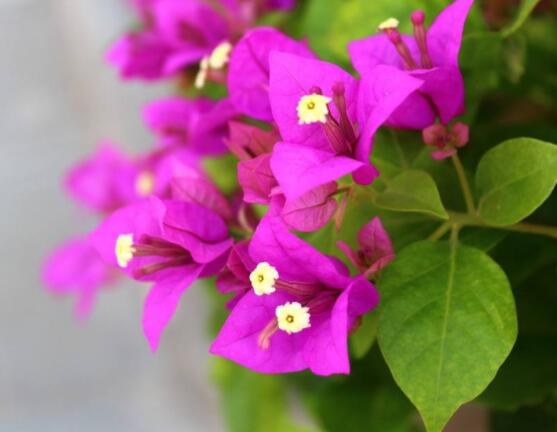 三角梅不開花，教你三種原因以及解決辦法