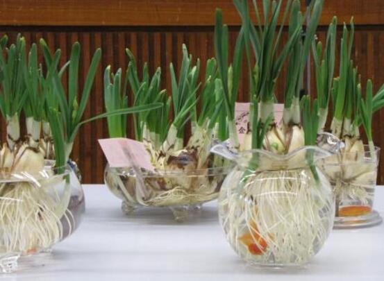水培水仙花的養殖方法，五個簡單小步驟可養好