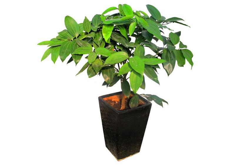 室內養平安樹的好處，旺運勢還健康