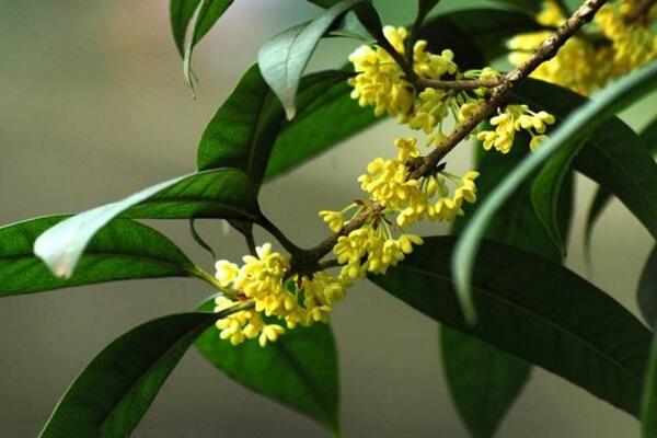 桂花樹幾年開花，養(yǎng)護5年以上才能開花