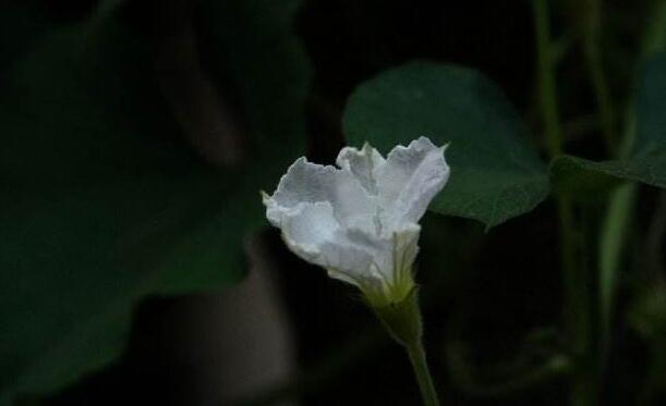 夕顏花是牽牛花嗎，不是/夕顏花是一種比較凄涼的花朵