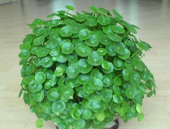 銅錢草的養(yǎng)殖方法和注意事項(xiàng)，老農(nóng)總結(jié)八大基本方法