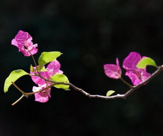 三角梅什么時(shí)候剪枝，一般以春季修剪最佳(生長(zhǎng)期與花謝期)