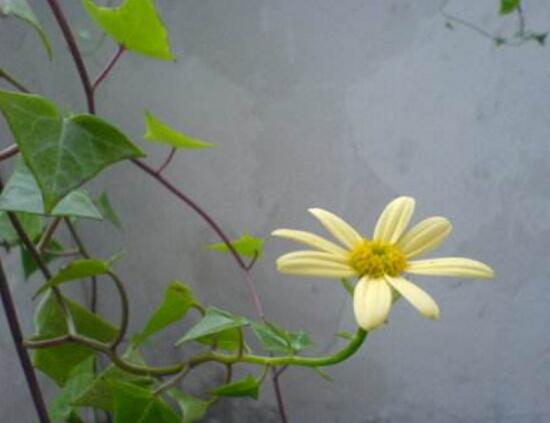 常春藤會(huì)開花嗎，常春藤什么時(shí)候開花