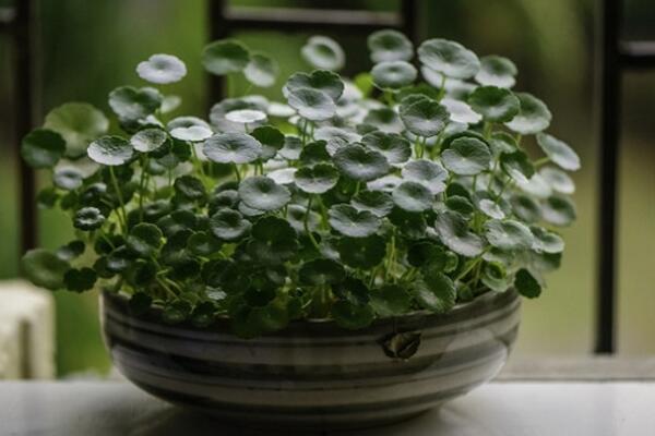 銅錢草冬天怎么養(yǎng)，及時搬入室內(nèi)進(jìn)行保暖