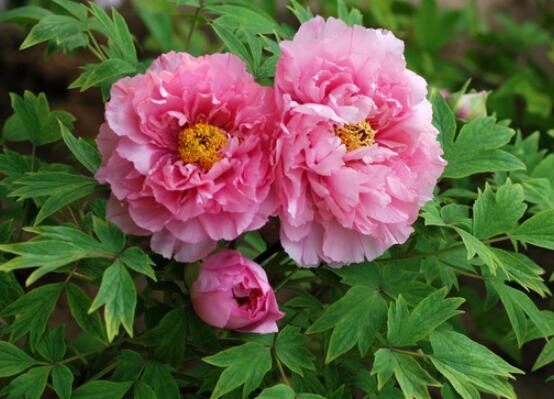 牡丹花養(yǎng)殖方法和注意事項(xiàng)，老農(nóng)總結(jié)七大基本養(yǎng)殖方法