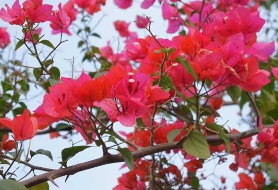 三角梅什么時候開花，三角梅為什么不開花