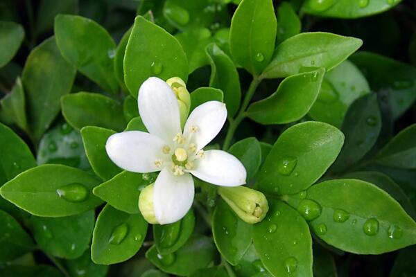 九里香的花期是什么時(shí)候，每年4月開花（花期為4個(gè)月）