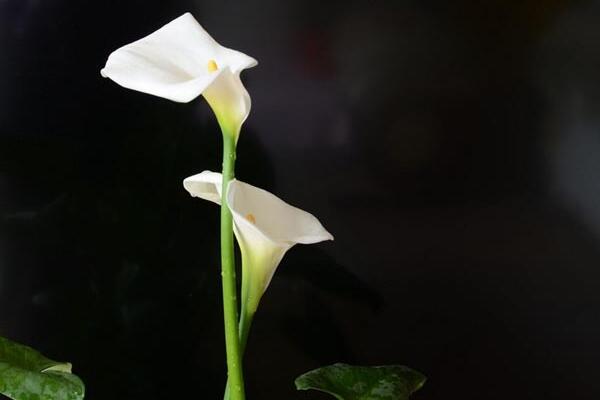 白色馬蹄蓮花語是什么，忠貞不渝、永結(jié)同心