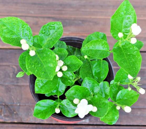茉莉花種植方法，擇生長(zhǎng)健康當(dāng)年生種子/疏松透氣土壤