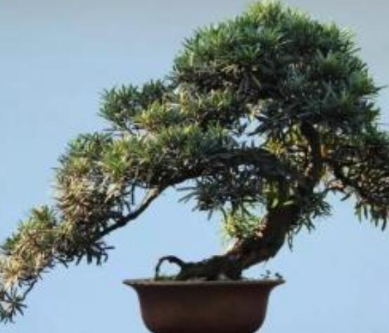 羅漢松寓意是什么，意著招財(cái)進(jìn)寶、長(zhǎng)壽吉祥(美好)