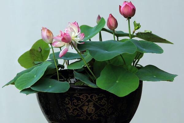 盆栽荷花冬天怎么保存，可通過三種方法進行保存