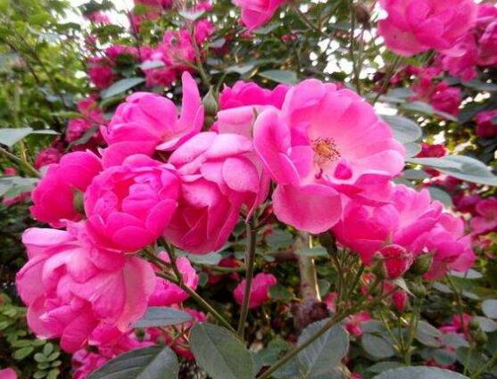 薔薇花的功效與作用，盤點薔薇花七大功效與作用