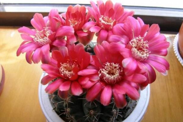 仙人球放在臥室好嗎，仙人球放臥室的5大好處