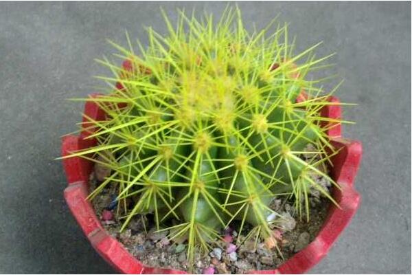 金虎仙人球變黃怎么辦，多半是澆水、溫度、光照三個方面沒做好