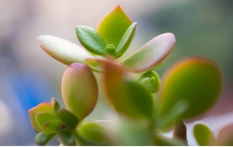 燕子掌植物怎么養(yǎng)，適宜的土壤和水份最關(guān)鍵