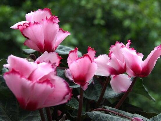仙客來葉子發(fā)黃花倒下怎么辦，老農(nóng)總結(jié)出三種最實用解決措施