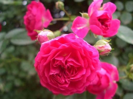 薔薇花的冬季怎么養，薔薇花的冬季養殖方法