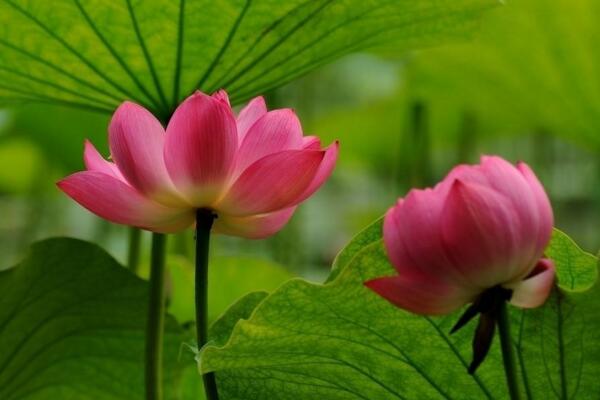 荷花好養(yǎng)嗎，6步教你養(yǎng)好荷花