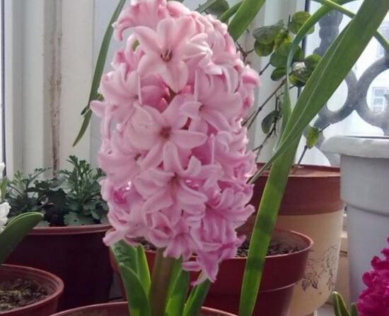 風信子什么時候開花，風信子開花后怎么處理
