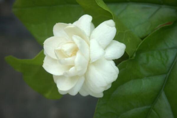 茉莉花夏天怎么養(yǎng)，控制施肥澆水得當才能養(yǎng)得好