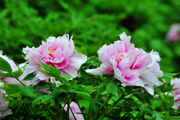 洛陽牡丹花開的時(shí)間