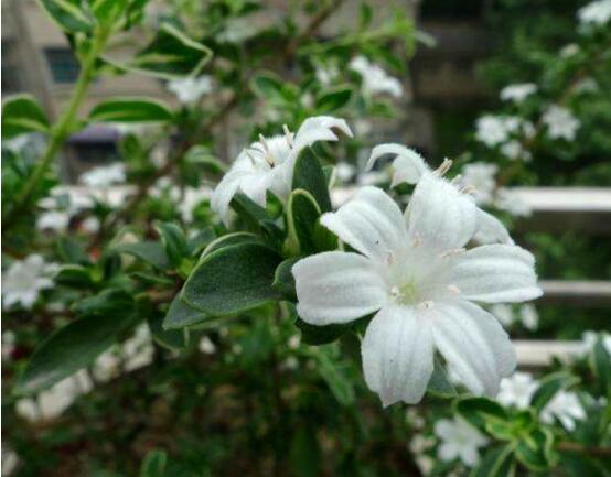 六月雪花期，六月雪花期持續(xù)達(dá)60天(5-7月份)