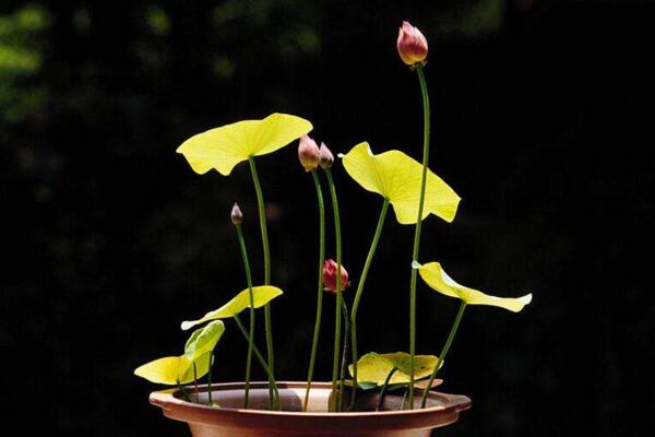荷花怎么養(yǎng)殖，想養(yǎng)好荷花必須要做好以下5點(diǎn)