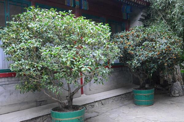桂花為什么不開(kāi)花，可能是光照、養(yǎng)分不足導(dǎo)致