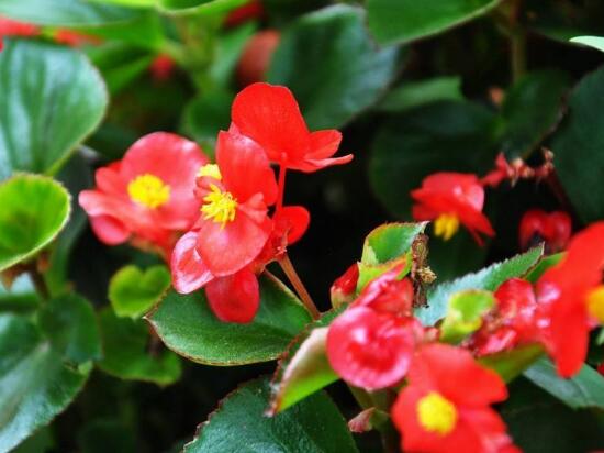 海棠花什么時候開花，盆栽海棠花花期多久