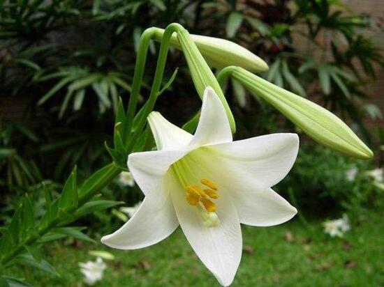百合花葉子發黃怎么辦，教你五種方法讓它恢復生機