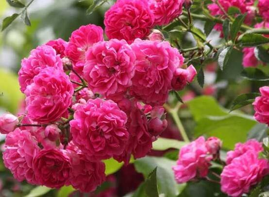 薔薇花的功效與作用，盤點薔薇花七大功效與作用