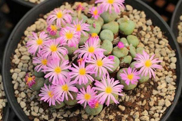 如何種生石花，4步即可完成生石花的種植
