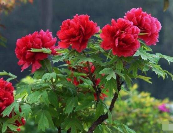 牡丹花什么時候開，牡丹花在每年5月開花(一年開一次)