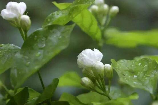 茉莉花怎么養(yǎng)，茉莉花養(yǎng)殖方法