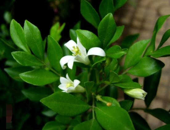 九里香多大開花，幼苗開花需3-4年/成株年年開花